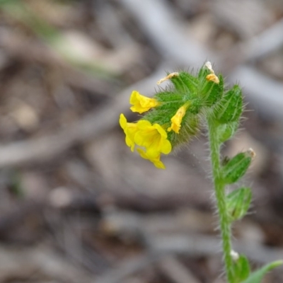 Amsinckia calycina