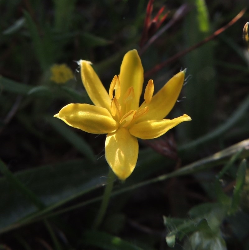 Hypoxis hygrometrica