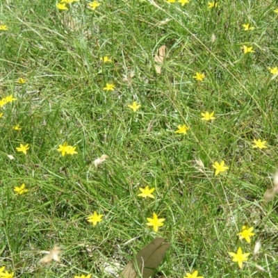 Hypoxis hygrometrica