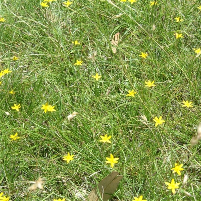 Hypoxis hygrometrica