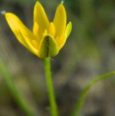 Hypoxis hygrometrica var. hygrometrica