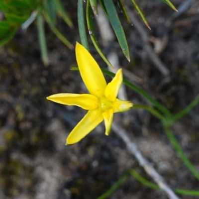 Hypoxis hygrometrica var. splendida