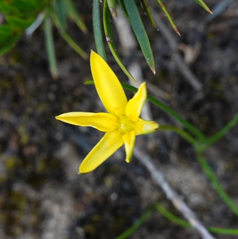 Hypoxis hygrometrica var. splendida