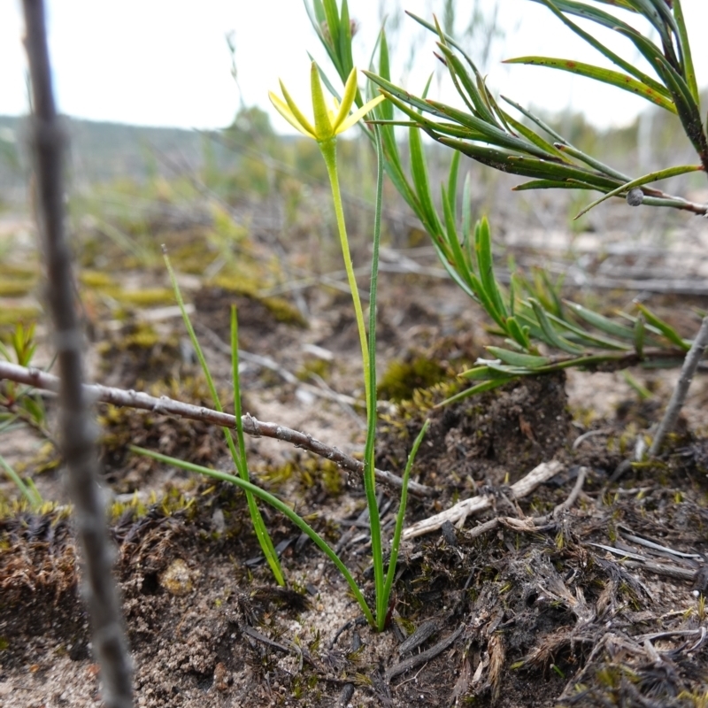 Hypoxis hygrometrica var. splendida