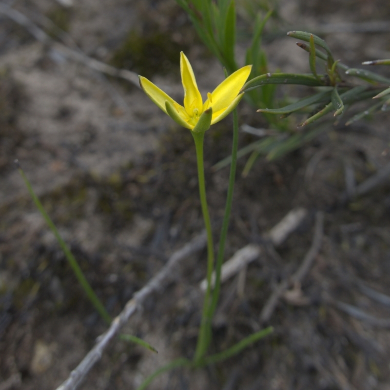 Hypoxis hygrometrica var. splendida