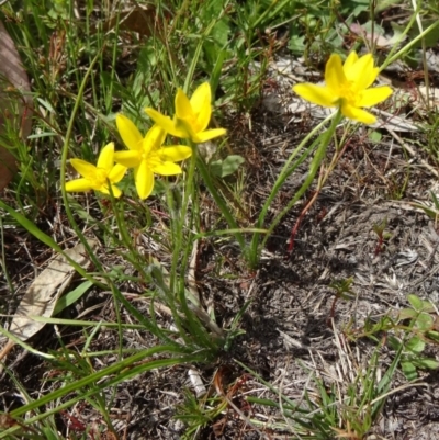 Hypoxis hygrometrica var. villosisepala