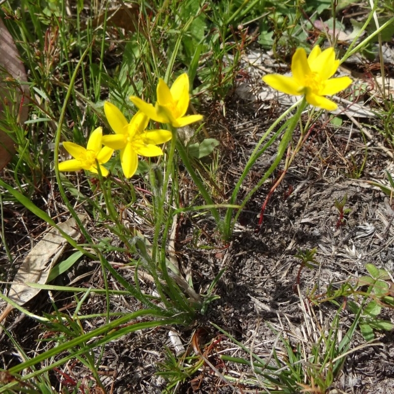 Hypoxis hygrometrica var. villosisepala