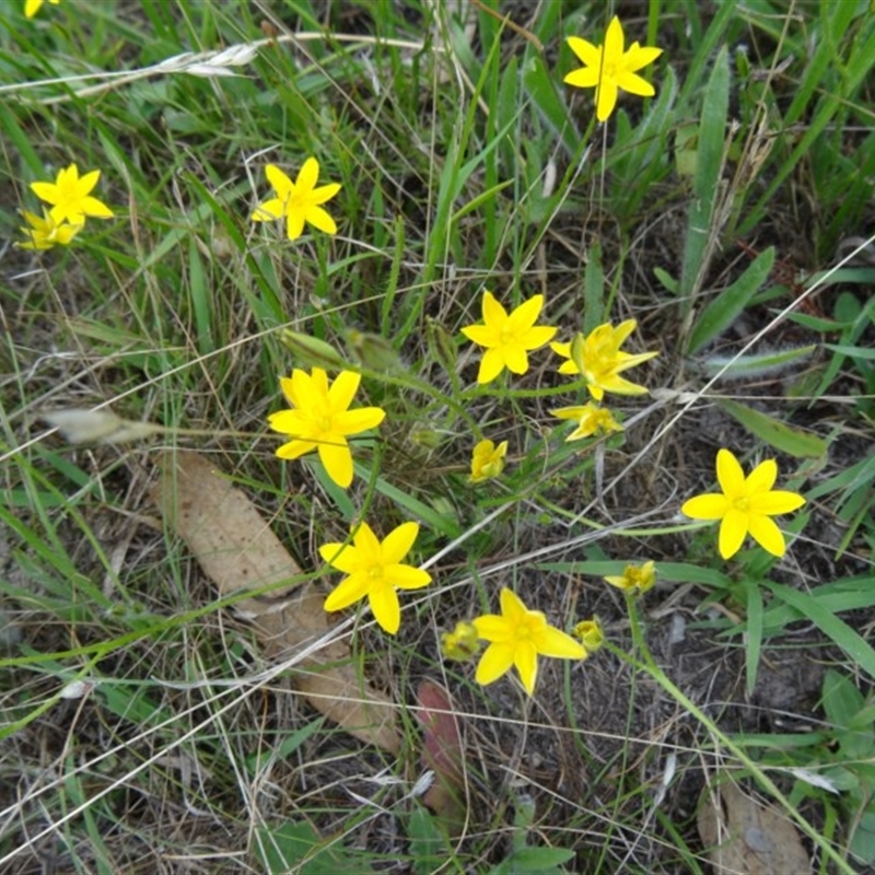 Hypoxis hygrometrica var. villosisepala