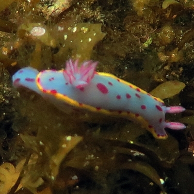 Hypselodoris bennetti