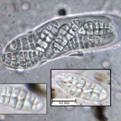 Hysterobrevium smilacis