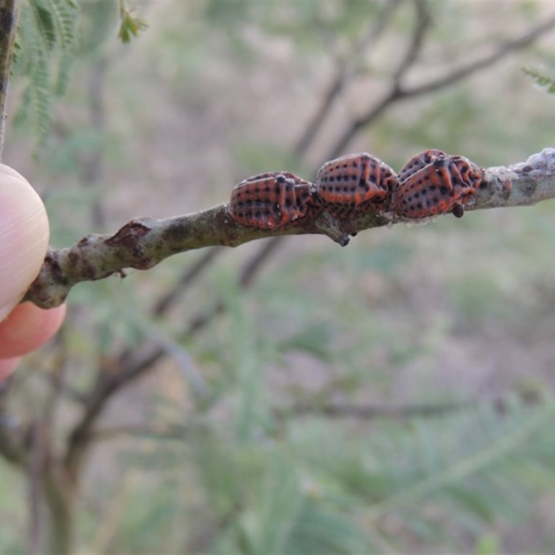 Icerya acaciae