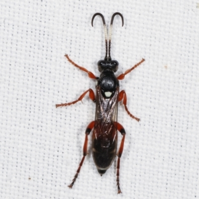 Ichneumon promissorius