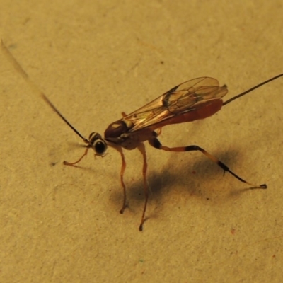 Ichneumonidae (family)