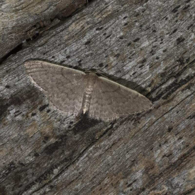 Idaea (genus)