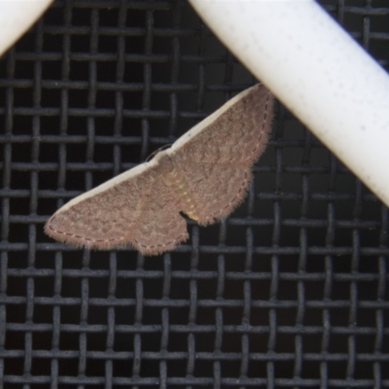 Idaea costaria