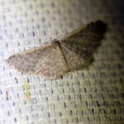 Idaea costaria