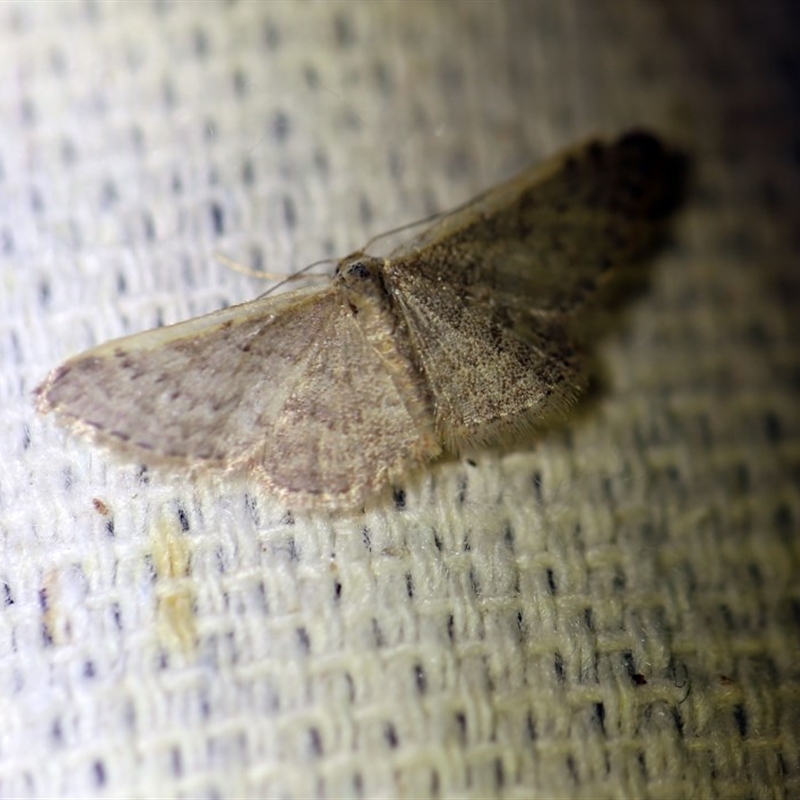 Idaea costaria