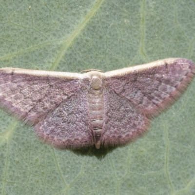 Idaea costaria