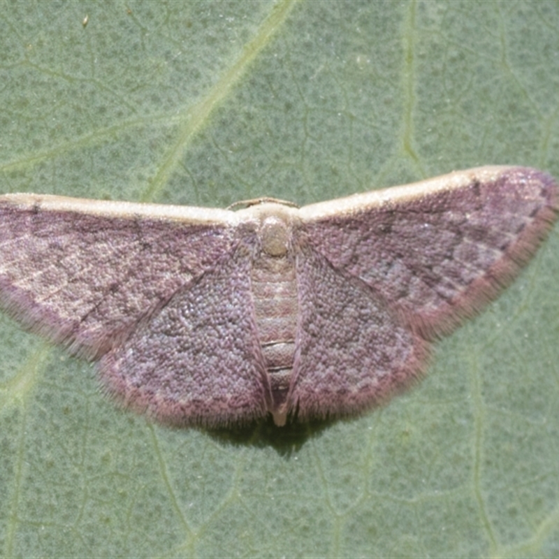 Idaea costaria