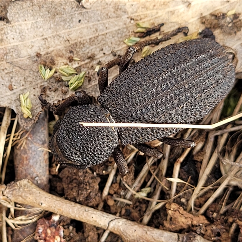 Amycterus elongatus