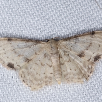 Idaea halmaea