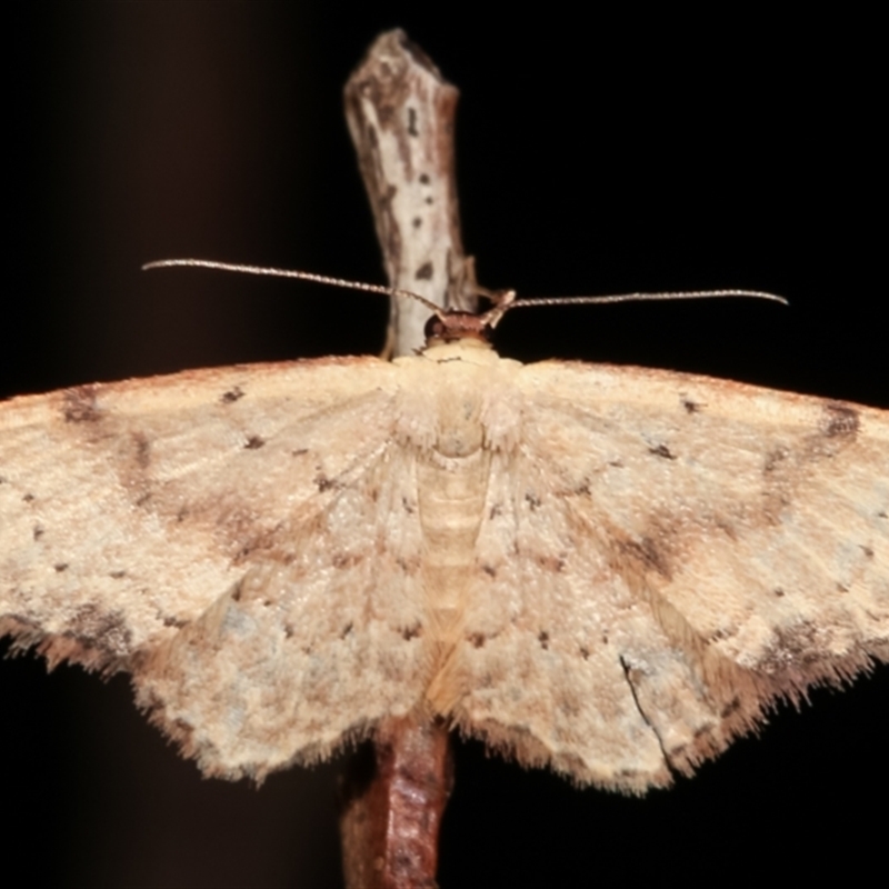 Idaea halmaea