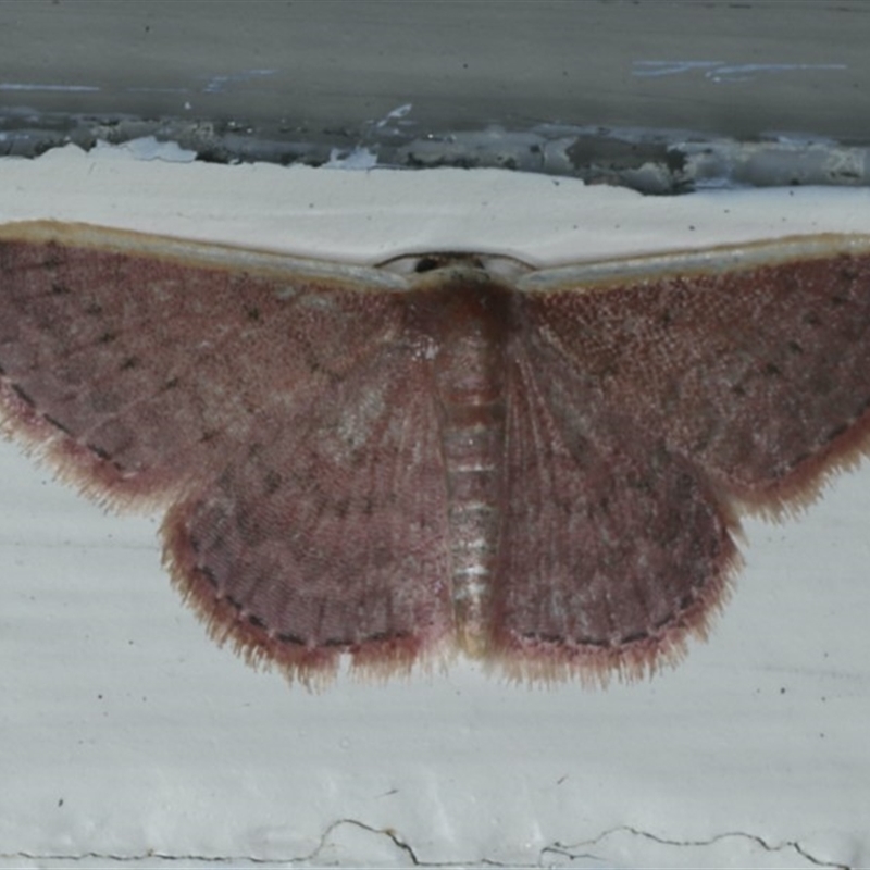 Idaea inversata