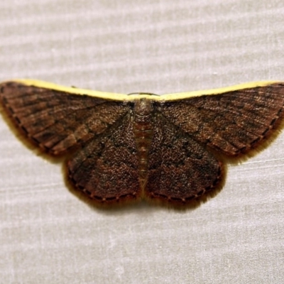 Idaea inversata