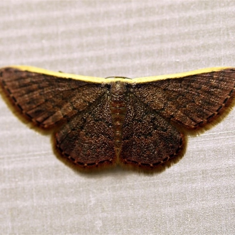 Idaea inversata