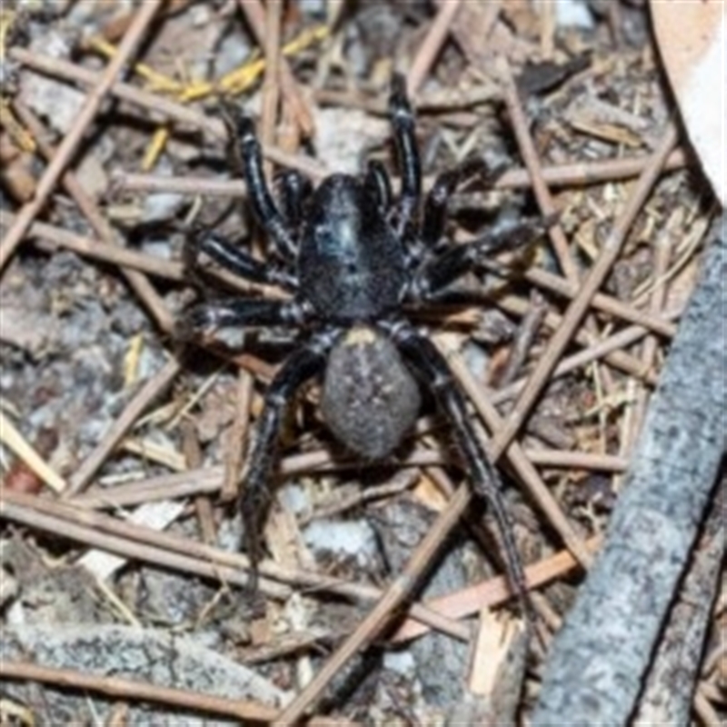 Adult Male