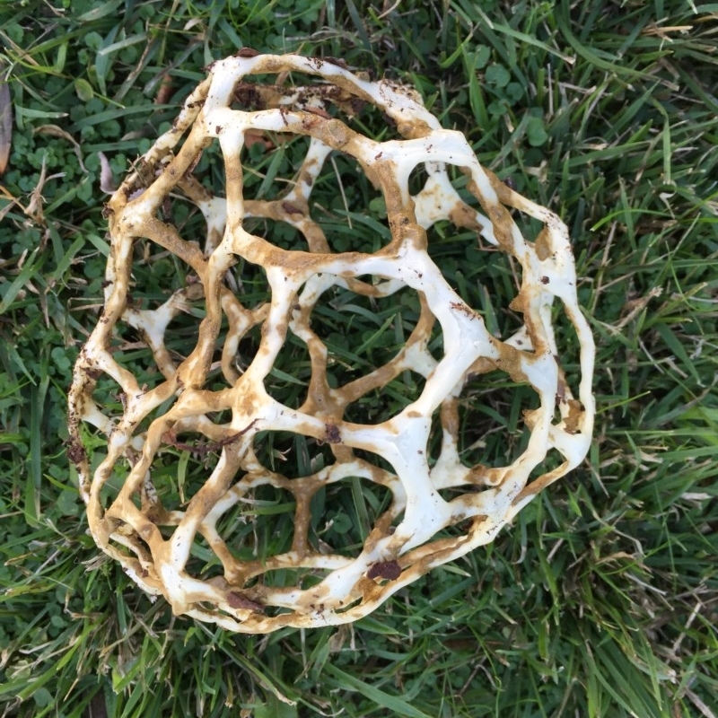Ileodictyon gracile