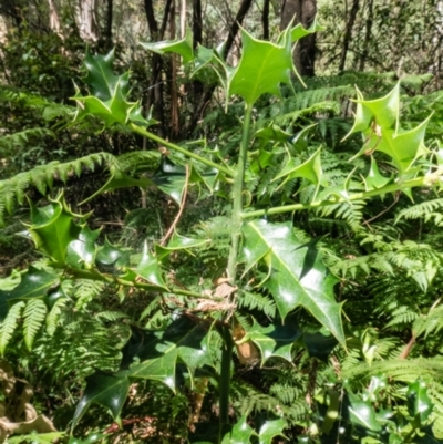 Ilex aquifolium