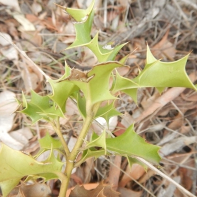 Ilex aquifolium