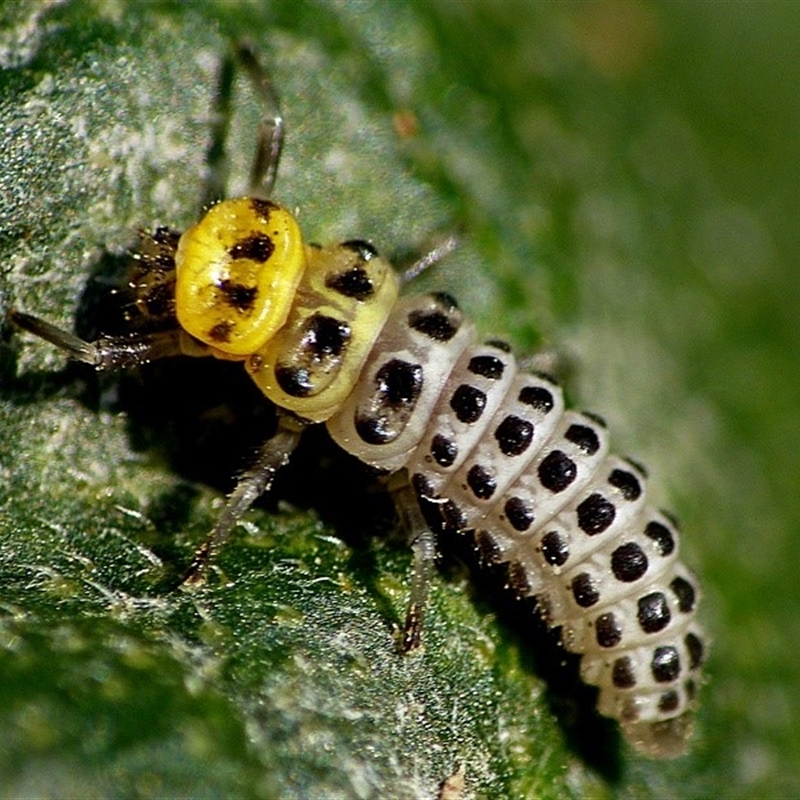 LARVAE