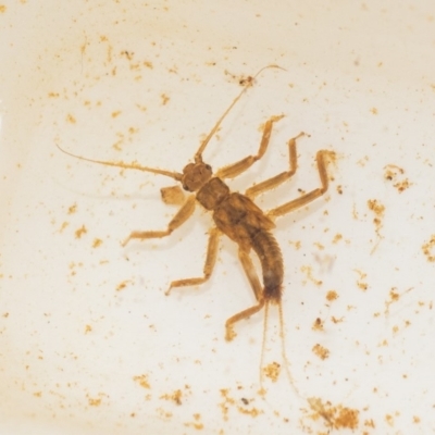 Illiesoperla sp.