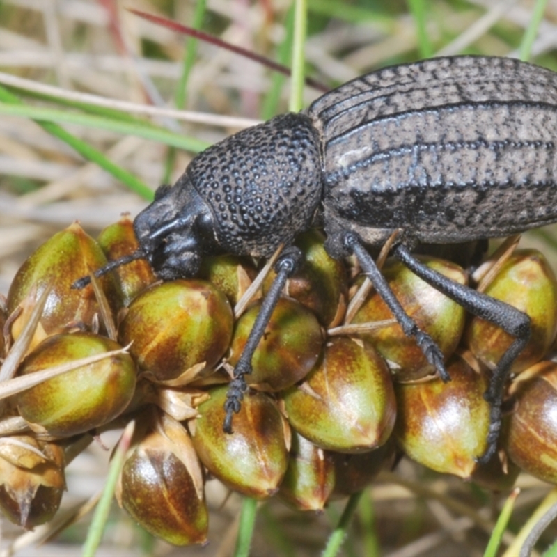 Amycterus morbillosus