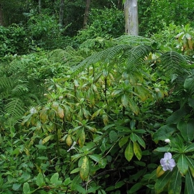 Impatiens sodenii