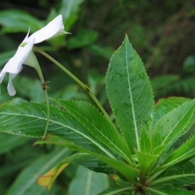 Impatiens sodenii