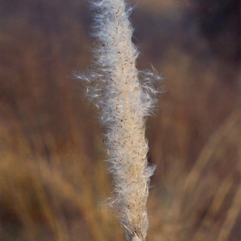 Imperata cylindrica