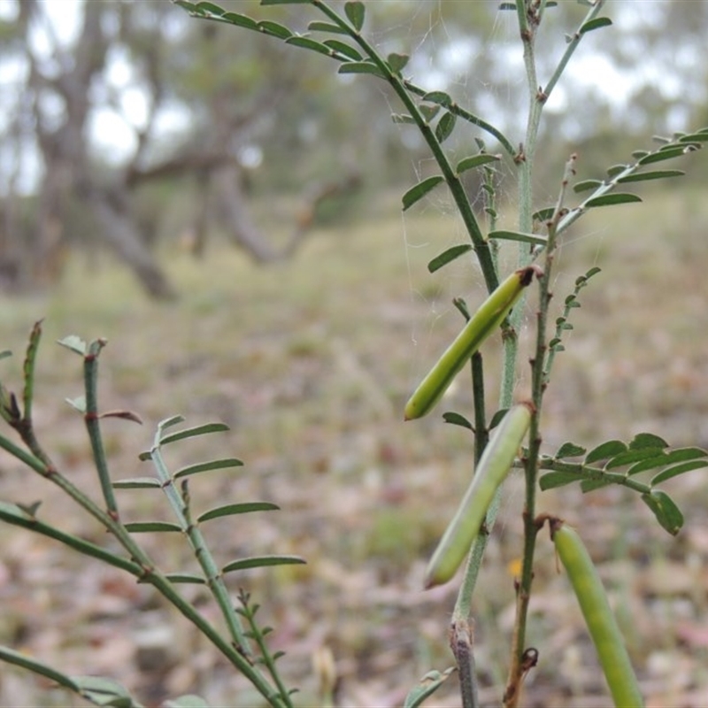 Indigofera adesmiifolia