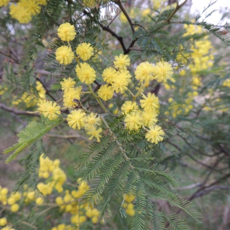 Acacia decurrens