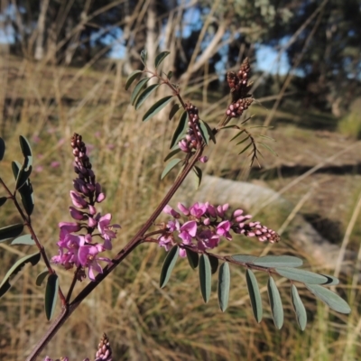 Indigofera australis subsp. australis