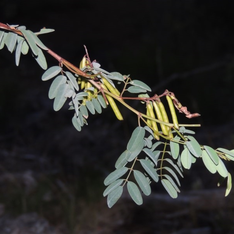 Indigofera australis subsp. australis