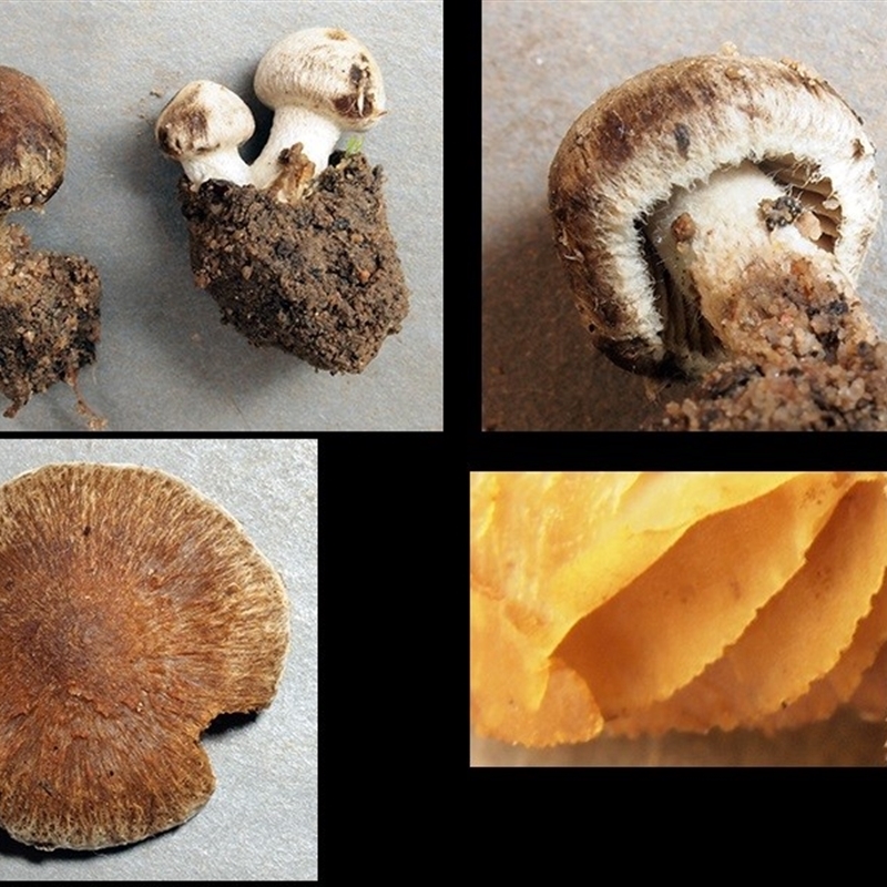 Inocybe 'serrata complex'