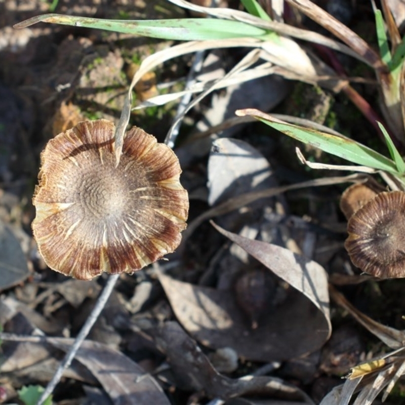 Inocybe sp.