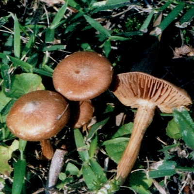 Inocybe sp.