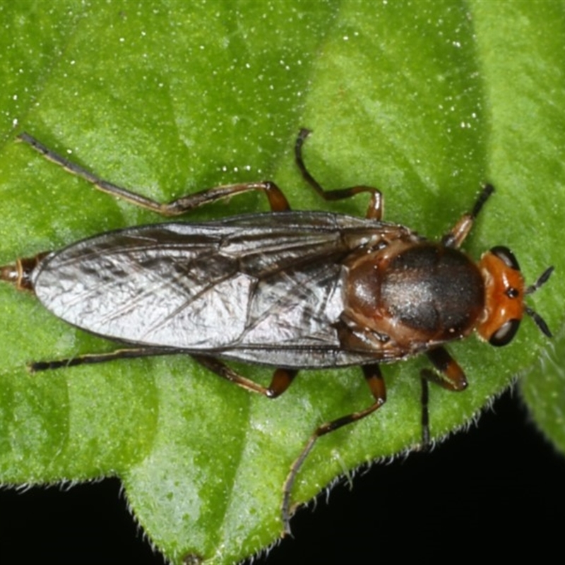 Inopus rubriceps