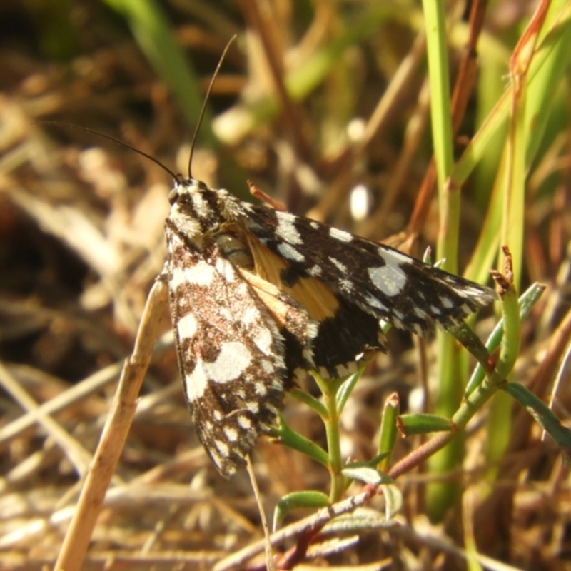 Ipanica cornigera