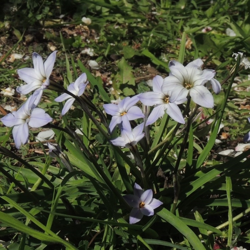 Ipheion uniflorum