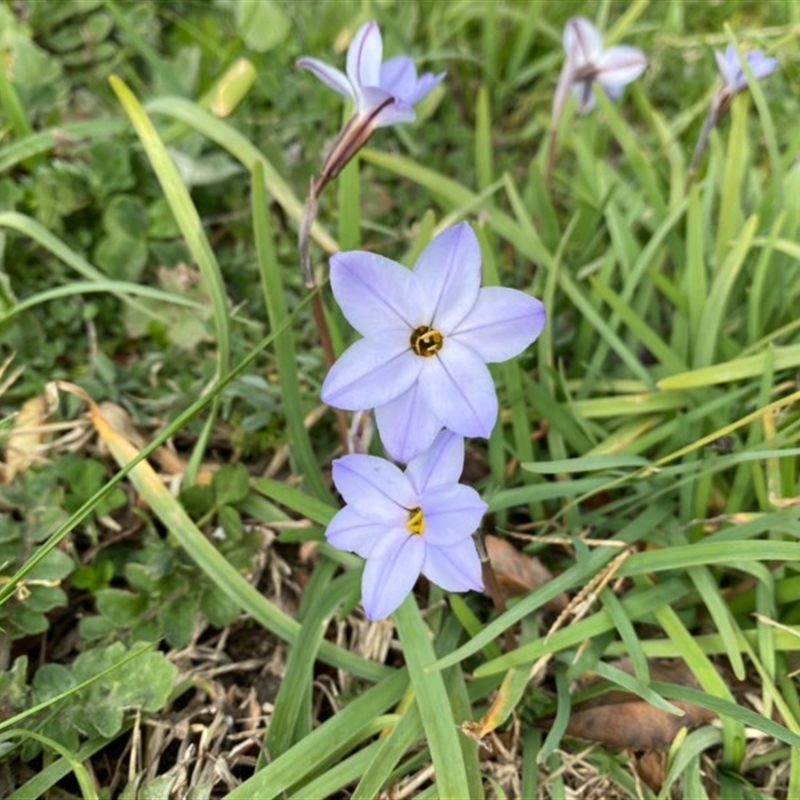 Ipheion uniflorum